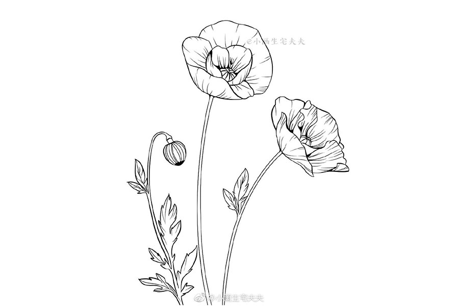 画一株代表死亡的罂粟花 禁毒日简笔画绘画素材