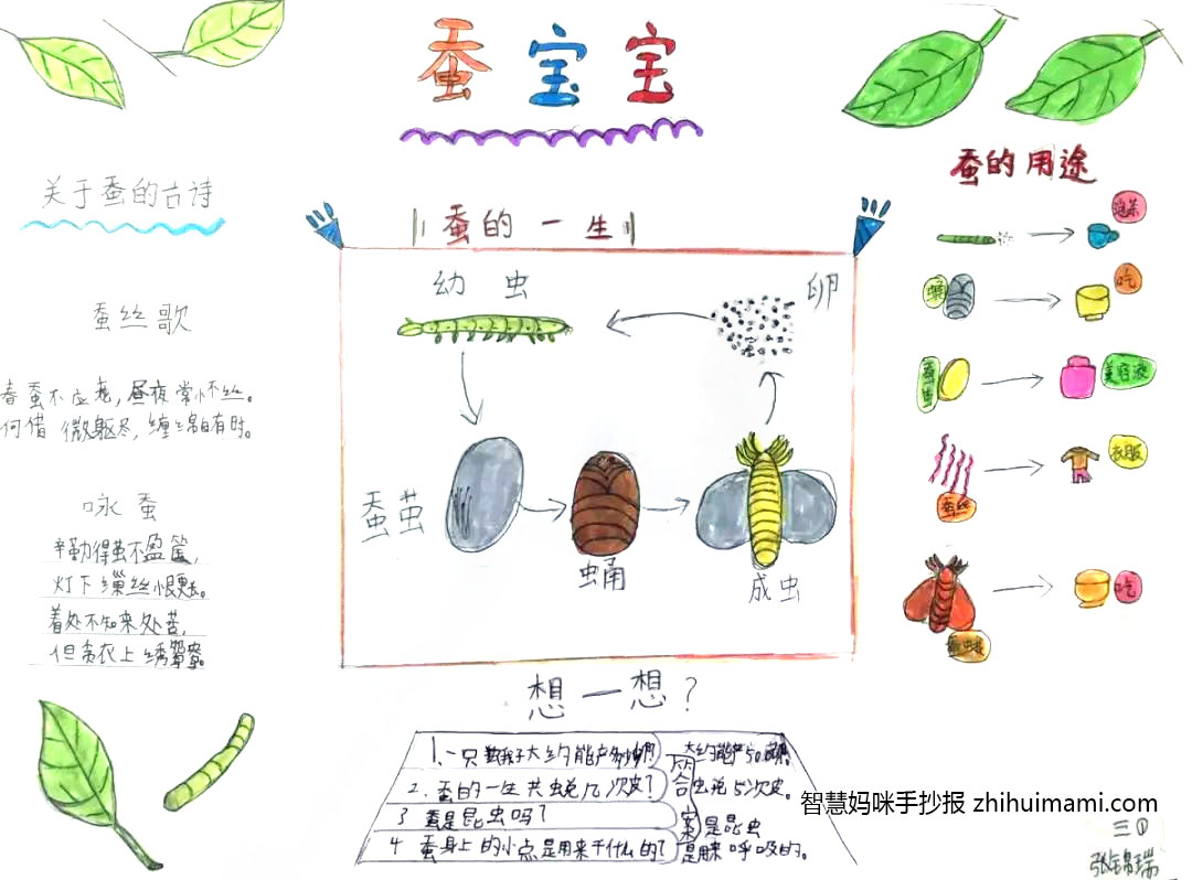 三年级蚕的一生手抄报绘画-图4