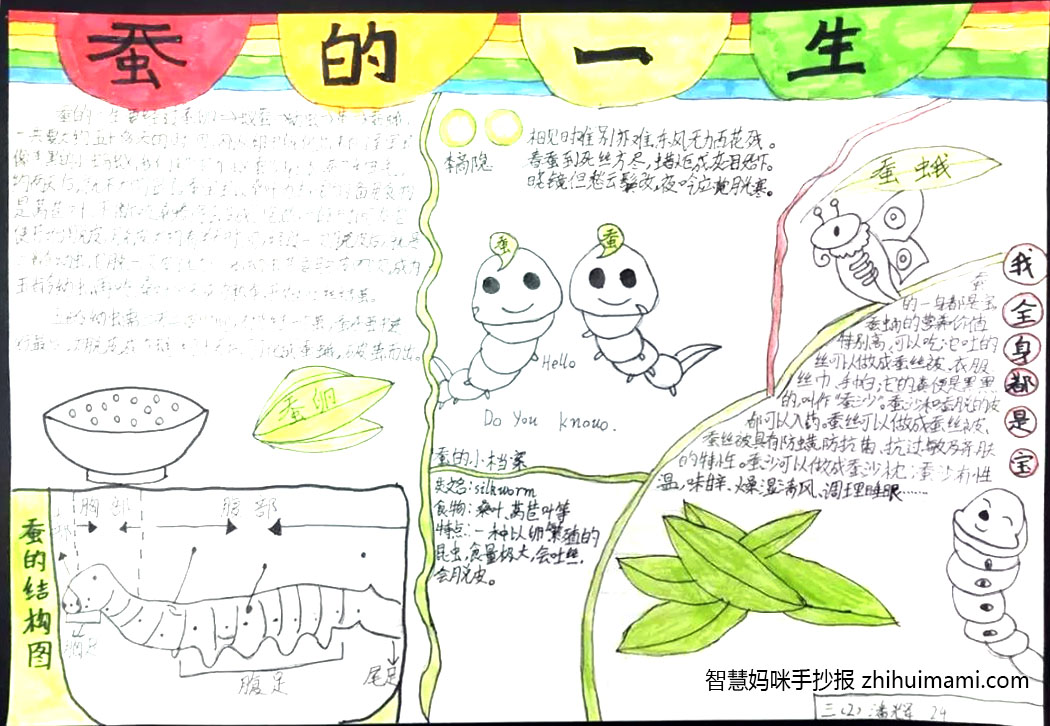 蚕宝宝成长记手抄报这样画好看-图1