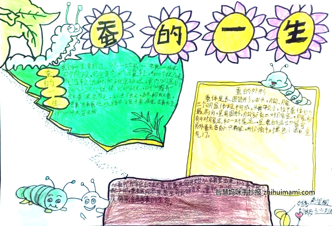 蚕宝宝成长记手抄报这样画好看-图2