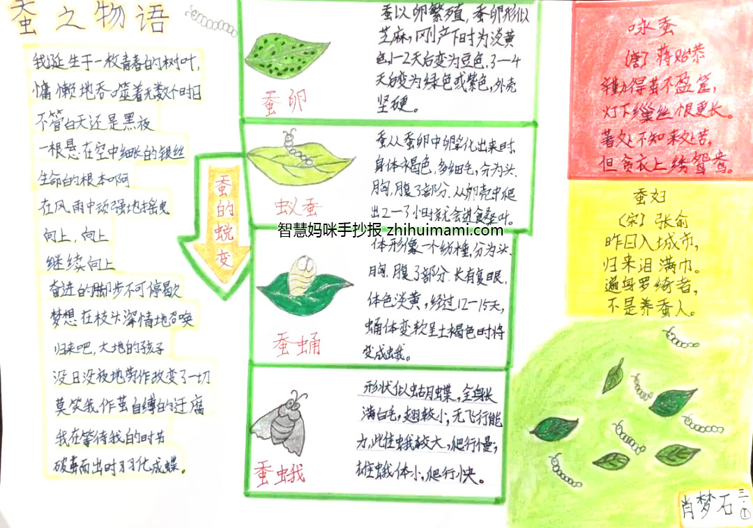 四年级蚕宝宝手抄报简单好画-图1