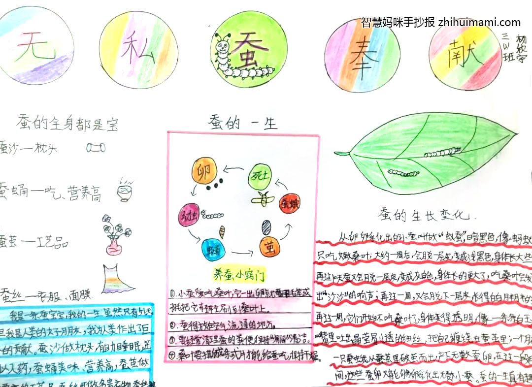 四年级蚕宝宝手抄报简单好画-图4