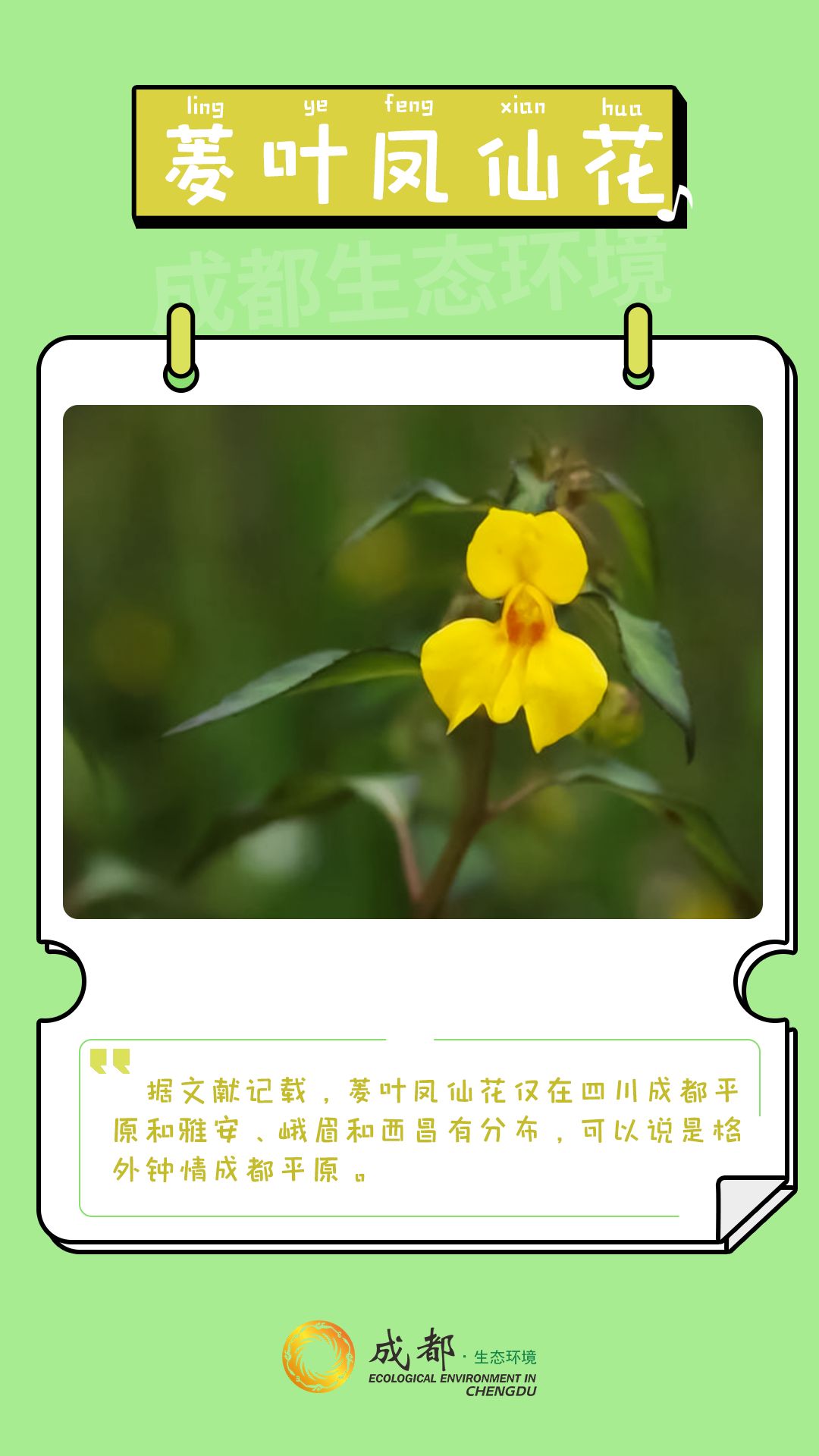 步骤1：菱叶凤仙花为一年生草本，高20-30厘米。生于路旁草地，分布为海拔800-1000米。菱叶凤仙花只生长在四川成都平原及低山区，曾遍布溪水边，但如今却难得一见。