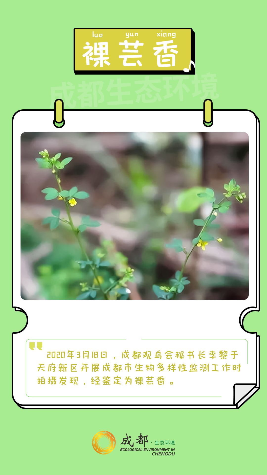 步骤6：裸芸香是芸香科裸芸香属的多年生草本植物，也是裸芸香属下唯一的物种，它是中国特有植物，仅分布在三峡流域到神农架一带。因为自然环境变化、人类活动等等，导致这个中国特有物种的生存已极受威胁。