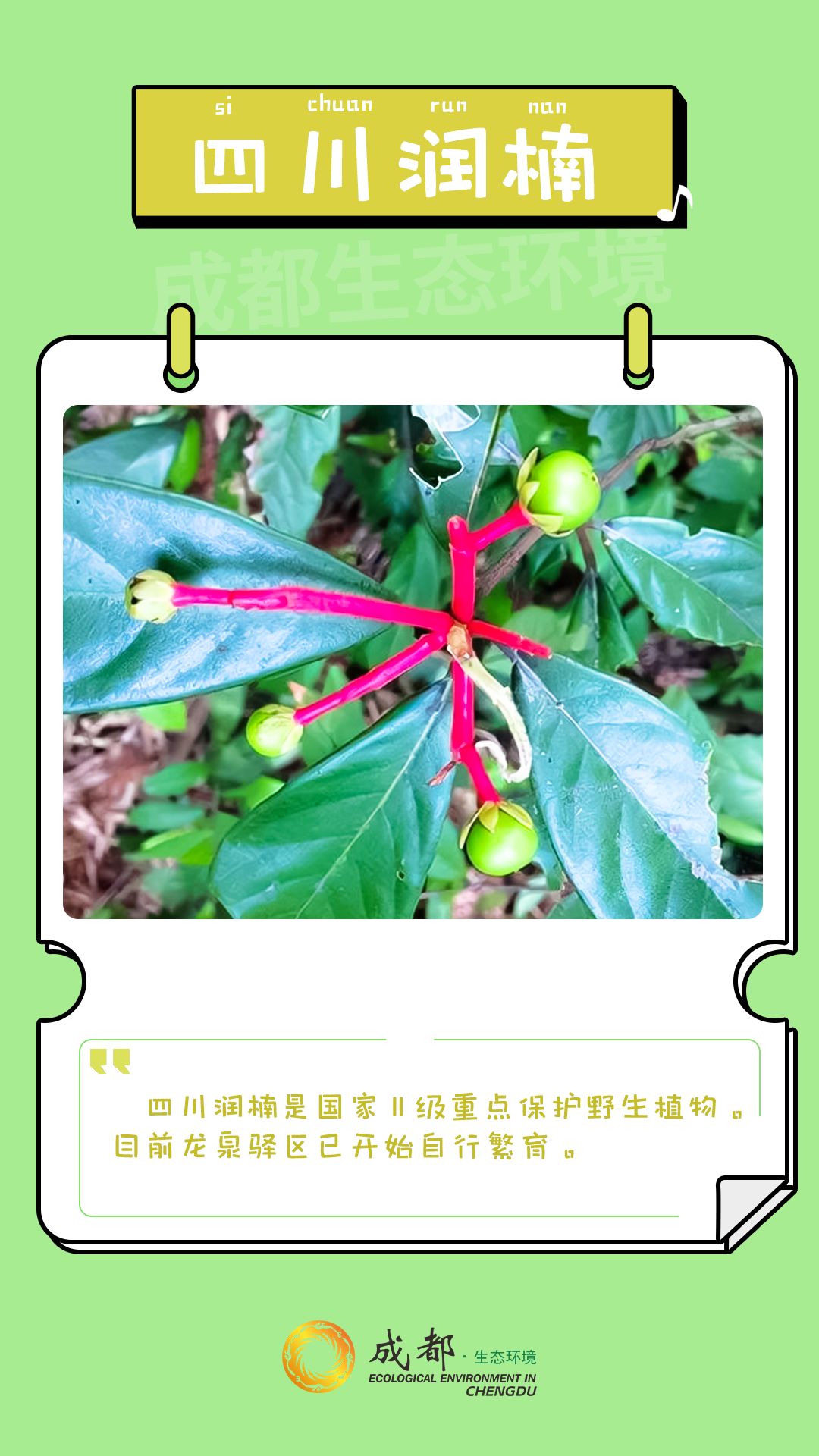 步骤11：四川润楠属乔木，高可达40米，4-6月开花，7-8月结果，其最大特点为果柄为红色，颜色艳丽，具有一定观赏性。