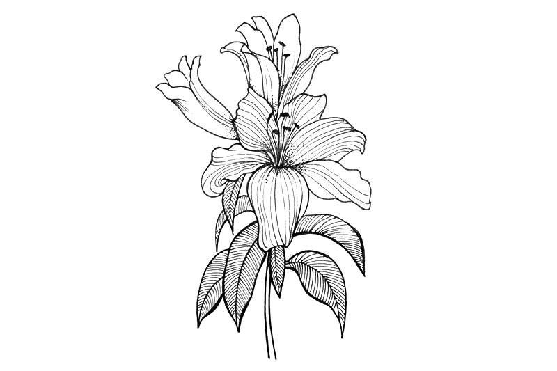 一组漂亮的小花简笔画图片-图2