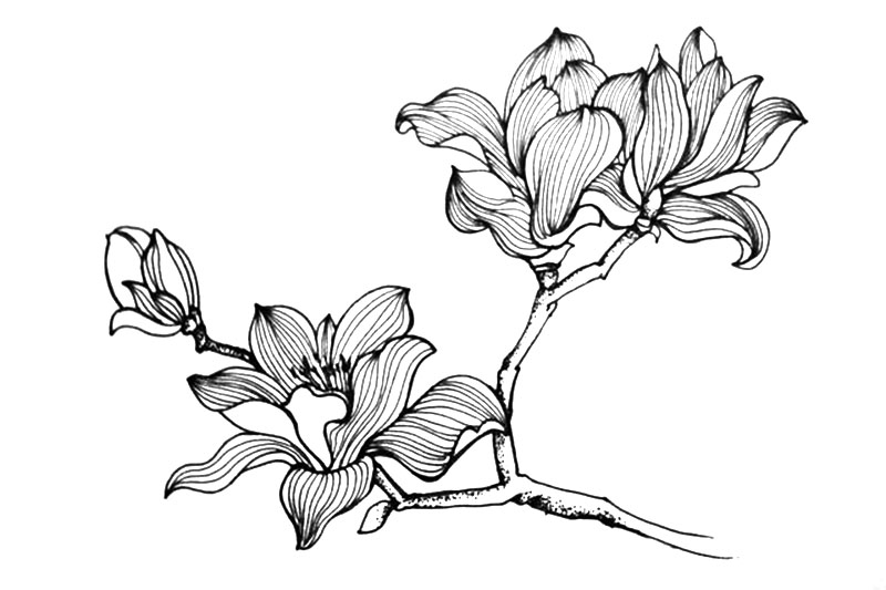 一组漂亮的小花简笔画图片-图4