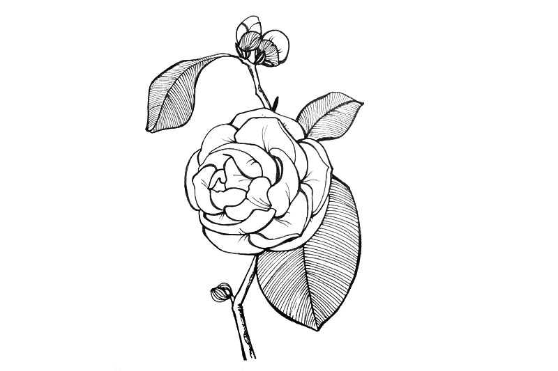 一组漂亮的小花简笔画图片-图5