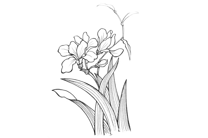 一组漂亮的小花简笔画图片-图7