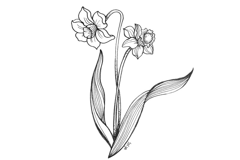 一组漂亮的小花简笔画图片-图8