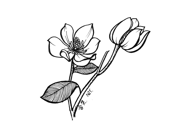 9张小花简笔画图片漂亮简单-图4