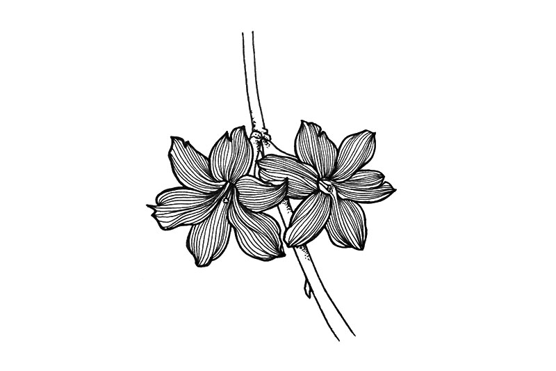 9张小花简笔画图片漂亮简单-图9