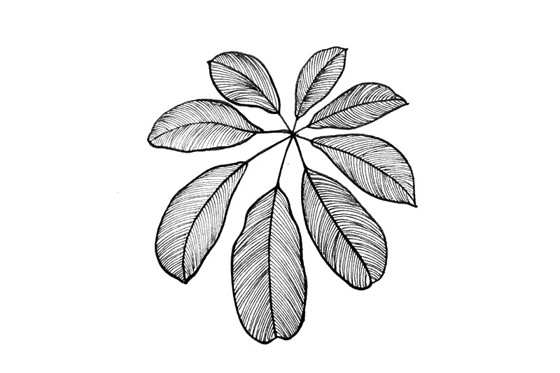 一组漂亮的秋天落叶简笔画图片-图4