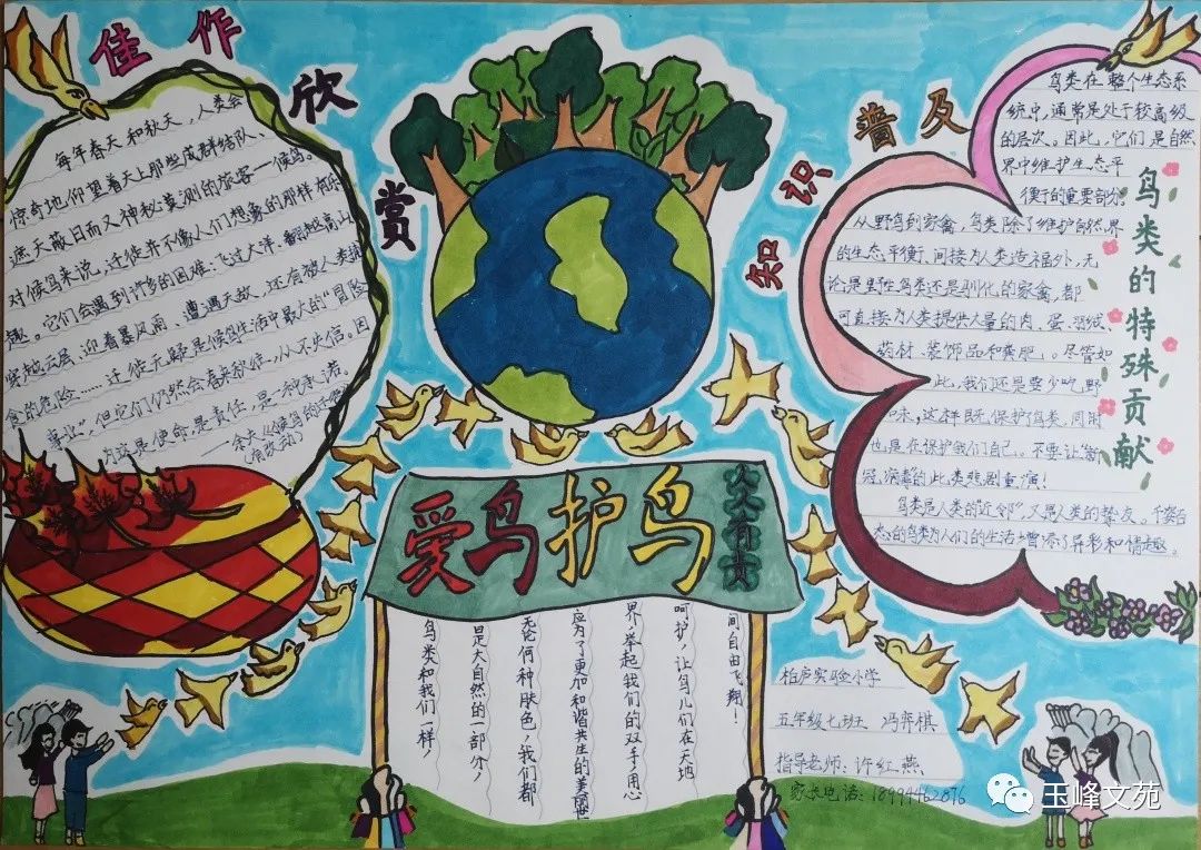 爱护鸟类的手抄报简单好画（8张）-图2