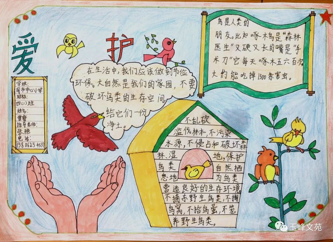 爱护鸟类的手抄报简单好画（8张）-图4