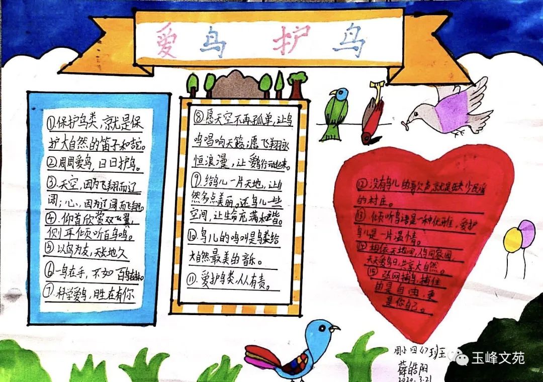 爱护鸟类的手抄报简单好画（8张）-图7