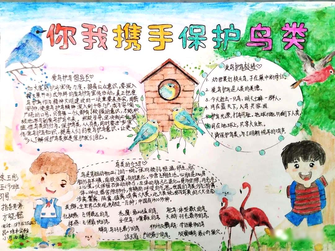 ”你我携手保护鸟类“爱鸟护鸟宣传手抄报6张-图2