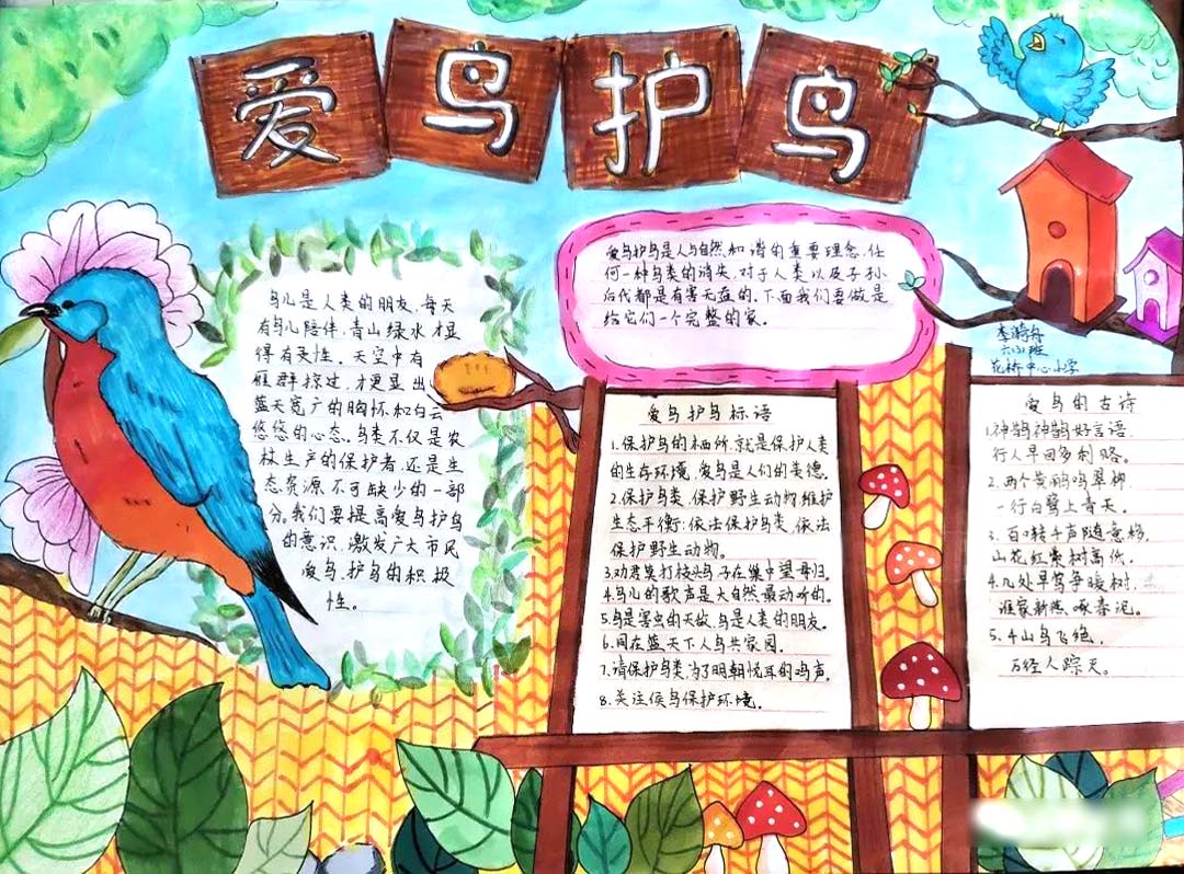 ”你我携手保护鸟类“爱鸟护鸟宣传手抄报6张-图5