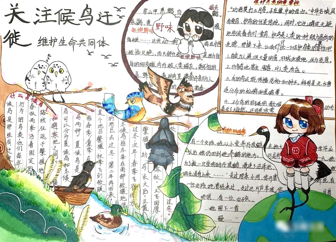 关于爱鸟护鸟主题手抄报这样画最简单-图2