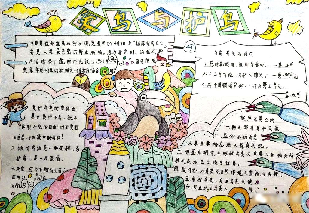 关于爱鸟护鸟主题手抄报这样画最简单-图3