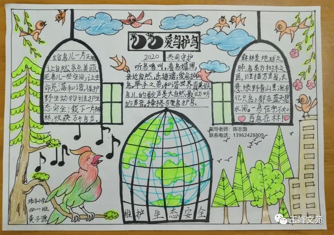 “爱鸟护鸟 我们在行动”主题手抄报简单漂亮-图3
