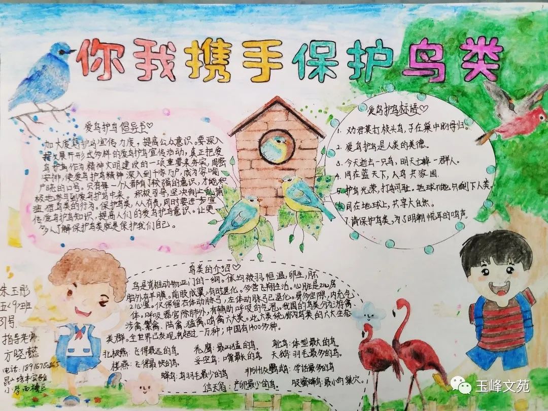 “爱鸟始于心 护鸟在于行”手抄报获奖作品-图3