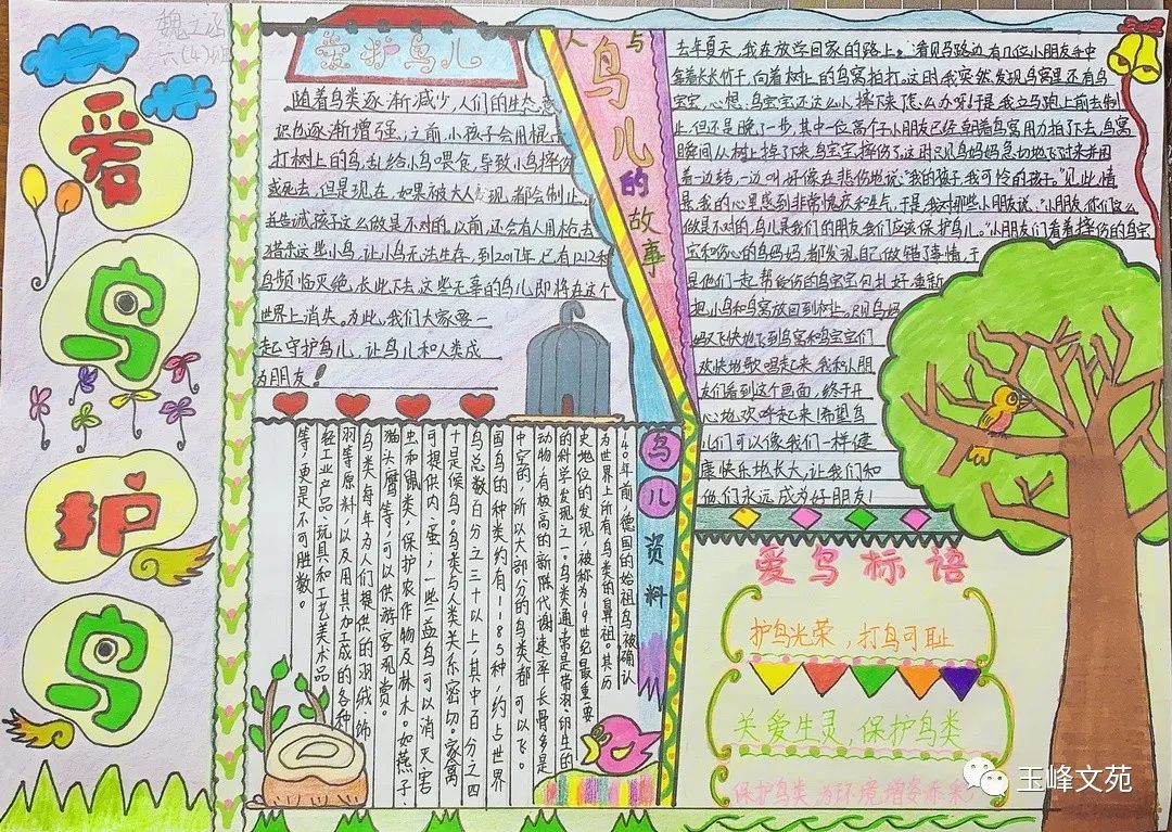 “爱鸟护鸟在行动 人人争做生态守护者”手抄报优秀作品-图2