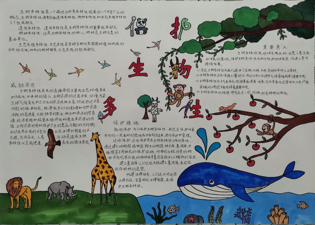 “保护生物多样性 共建地球生命共同体”主题手抄报合集（5张）-图2