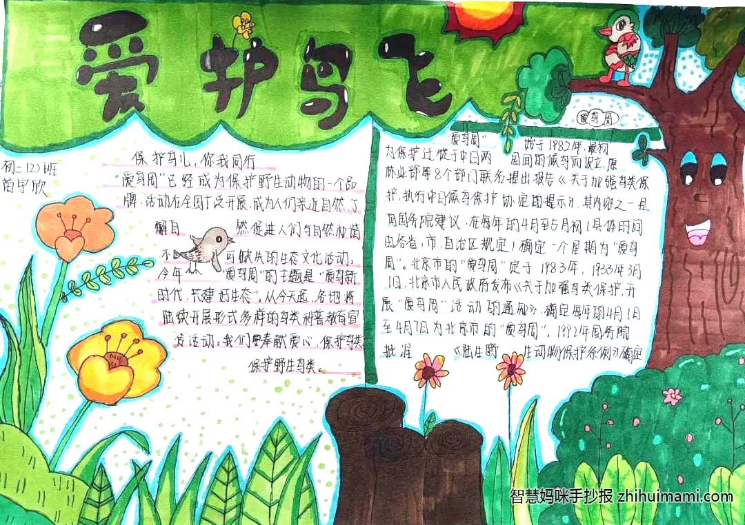 6张关于爱鸟护鸟的手抄报图片-图2