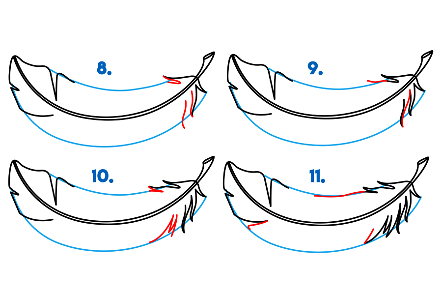 学习如何画羽毛-图3