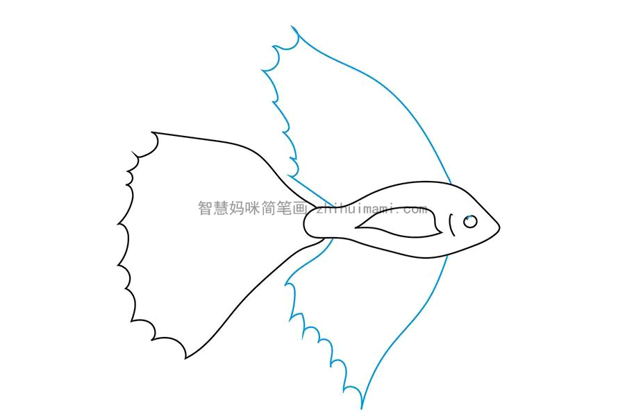 简单漂亮的斗鱼简笔画画法步骤-图4