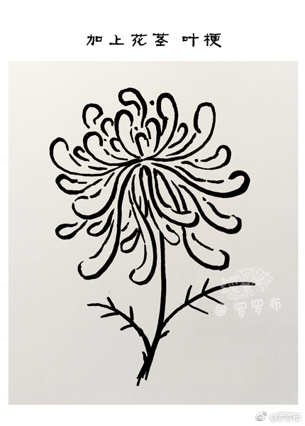 九九重阳赏菊画菊 菊花简笔画画法步骤-图7