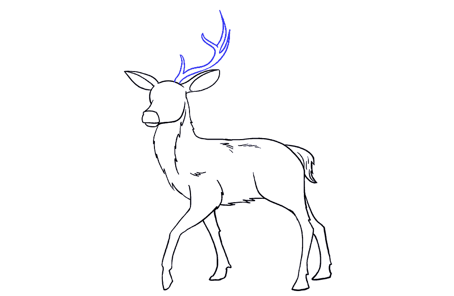 如何画鹿：第16步
