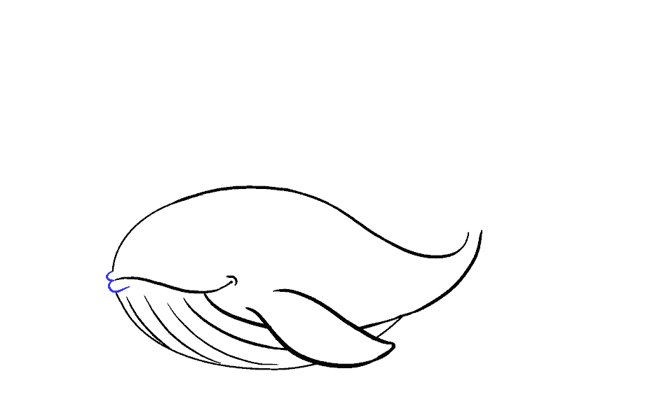 如何绘制鲸鱼：第12步