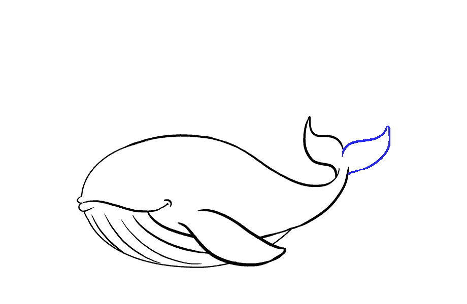 如何绘制鲸鱼：第14步