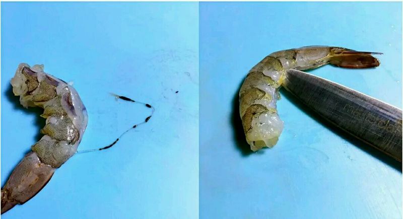 奶酪虾仁球，零基础也能学会的做法图解5