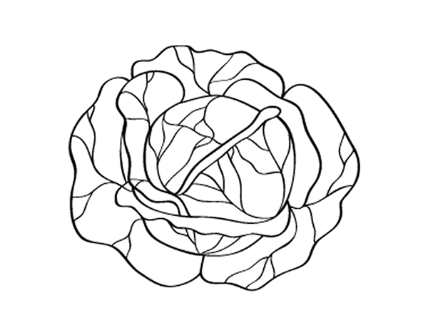 卷心菜填色图片