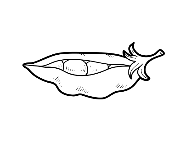 豌豆浆果填色图片