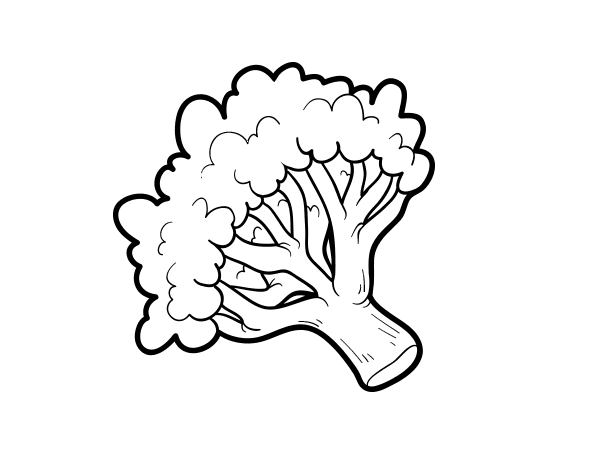 花椰菜枝填色图片
