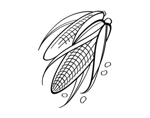 玉米芯填色图片