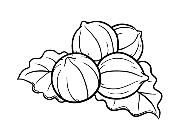 榛子简笔画图片