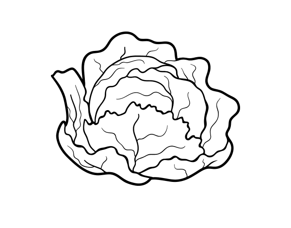 有机卷心菜填色图片