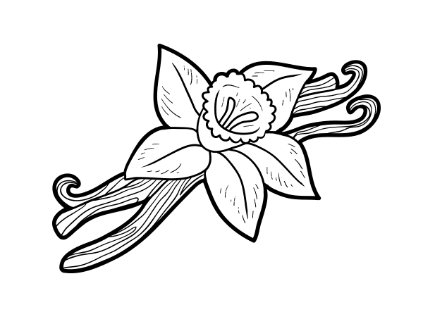 香草色填色图片