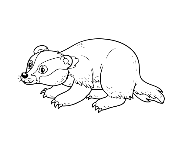 伊比利亚獾简笔画