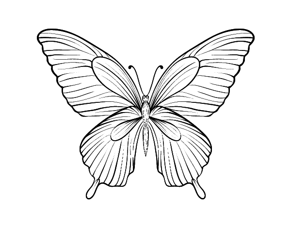 热带蝴蝶线稿图片