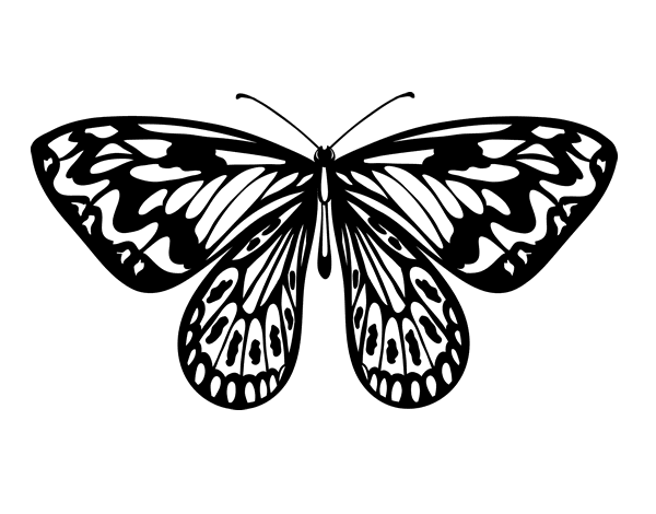 亚历山德拉蝴蝶线稿图片