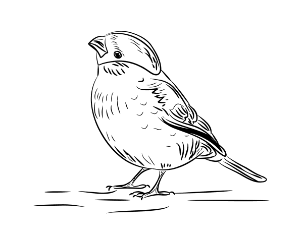 塞林鸟的简笔画