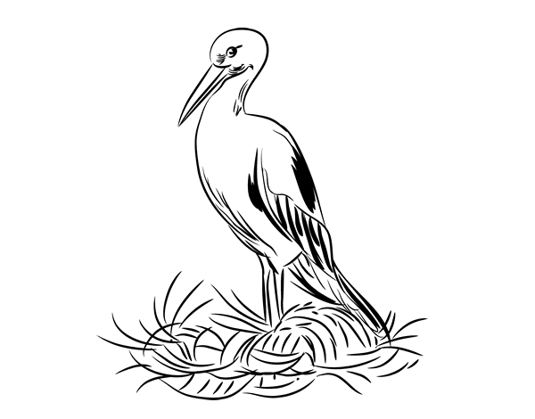 鹳巢的简笔画