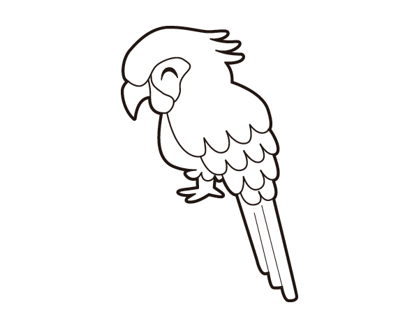 金刚鹦鹉线稿图片