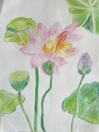 夏月荷花画画好看